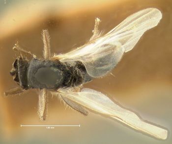 Media type: image;   Entomology 1118 Aspect: habitus dorsal view